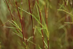 Caffeine: Redbush