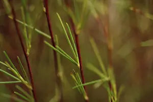 Caffeine: Redbush