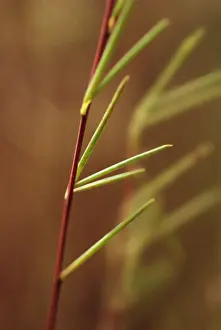 Wholesome: Redbush