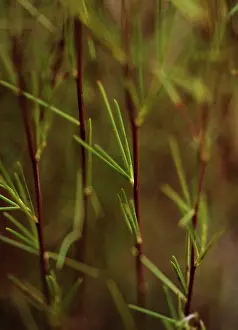 Wholesome: Redbush