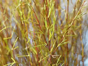 Faba: Redbush or Rooibus, Aspalathus linearis, Side view