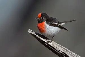 Petroica: Redcapped Robin a male perched on a branch Papunya No