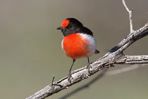 Petroica: Redcapped Robin a male perched on a branch Papunya No