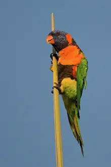 31517: Redcollared Lorikeet Clinging to the top of a palm Le
