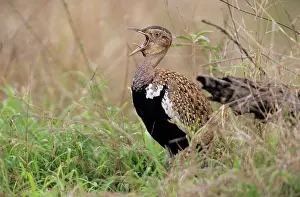 Eupodotis: Redcrested / Korhaan BUSTARD - Calling