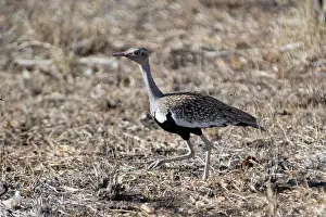 Redcrested Korhaan - Kruger National Park, Transvaal