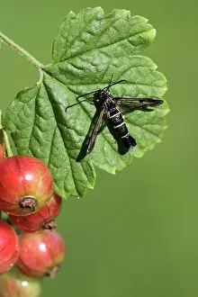 Currant: Redcurrant