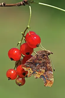 Album: Redcurrant