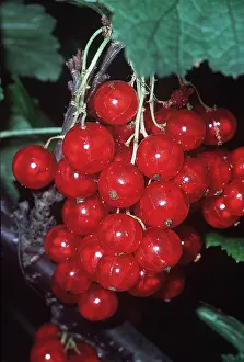 Redcurrant: REDCURRANT GROWING ON BUSH - close-up