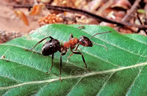 Reddish-brown European Ant