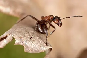 Formica: Reddish-brown European Ant - attack posture