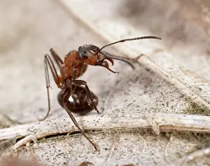 Formica: Reddish-brown European Ant - attack posture