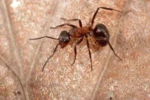 Formica: Reddish-brown European Ant - on a dead leaf