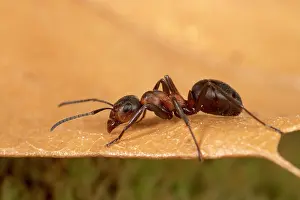 Formica: Reddish-brown European Ant - on a dead leaf