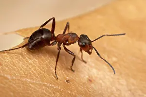 Formica: Reddish-brown European Ant - on a dead leaf