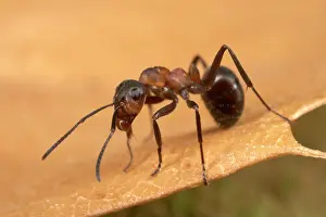 Formica: Reddish-brown European Ant - on a dead leaf