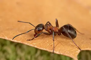 Formica: Reddish-brown European Ant - on a dead leaf