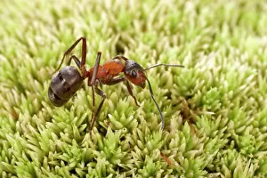 Formica: Reddish-brown European Ant - on moss
