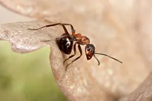 Ready: Reddish-brown European Ant - Ready to throw its acid