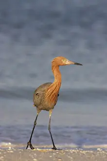Rufescens: Reddish Egret