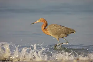Rufescens: Reddish Egret