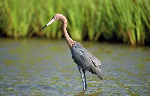 Rufescens: Reddish Egret