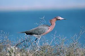 Rufescens: Reddish Egret