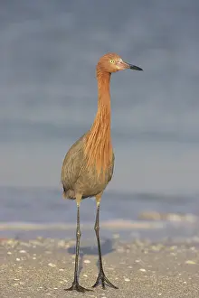 Rufescens: Reddish Egret