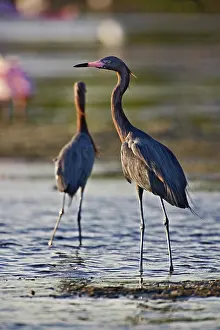 Ding: Reddish Egret