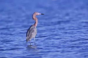 Ding: Reddish Egret