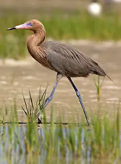 Petersburg: Reddish Egret