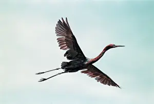 Sanctuaries: Reddish Egret