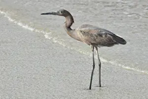 Rufescens: Reddish Egret