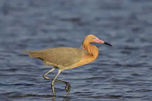 Rufescens: Reddish Egret - in breeding plumage