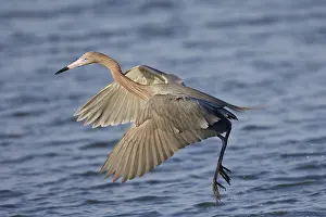Dance: Reddish Egret Dance fishing
