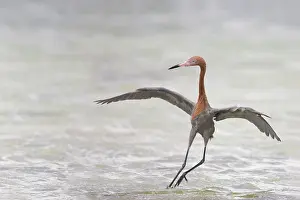 Rufescens: Reddish Egret - dancing