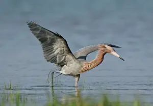 Rufescens: Reddish Egret - dark morph