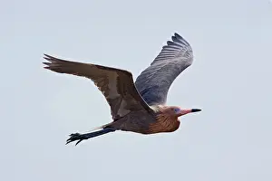 Rufescens: Reddish Egret - dark morph