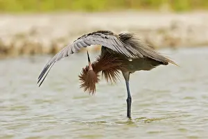 Rufescens: Reddish Egret - dark morph