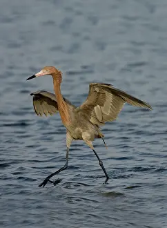 Dance: Reddish Egret doing fishing dance