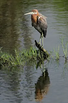 Pete: Reddish Egret (Egretta rufescens), Bonaire