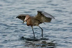 Dance: Reddish Egret (Egretta rufescens) with fish