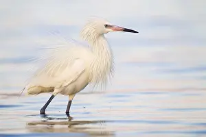 Morph: Reddish Egret (Egretta rufescens), Florida, USA