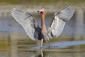 Reddish: Reddish Egret (Egretta rufescens), Florida, USA