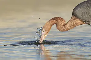 Reddish: Reddish Egret (Egretta rufescens), Florida, USA