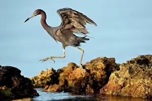 Rufescens: Reddish Egret (Egretta rufescens) jumping from one