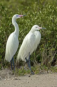 Rufescens: Reddish Egret (Egretta rufescens) pair