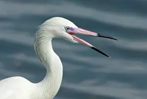 Rufescens: Reddish Egret (Egretta rufescens) portrait