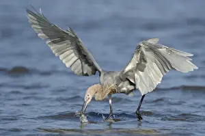 Reddish: Reddish Egret (Egretta rufescens), Texas, USA