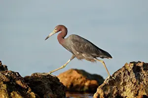 Rufescens: Reddish Egret (Egretta rufescens) walking from one